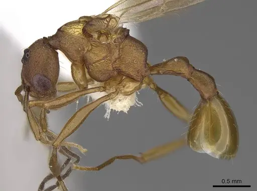 Malagidris jugum specimen CASENT0085227-D01 image casent0085227-d01_3