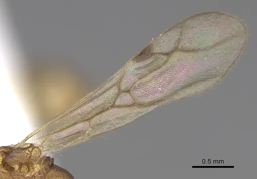 Malagidris jugum specimen CASENT0085227-D01 image casent0085227-d01_4