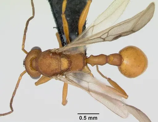 Malagidris jugum specimen CASENT0085227 image casent0085227_1