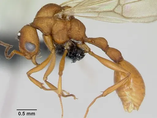 Malagidris jugum specimen CASENT0085227 image casent0085227_3