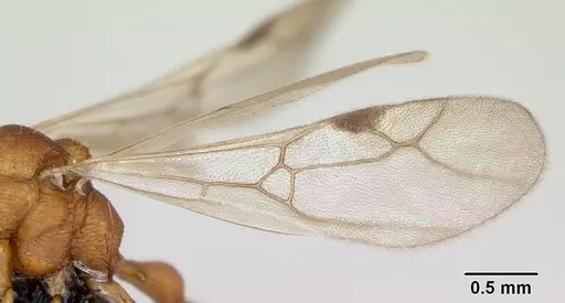 Malagidris jugum specimen CASENT0085227 image casent0085227_4