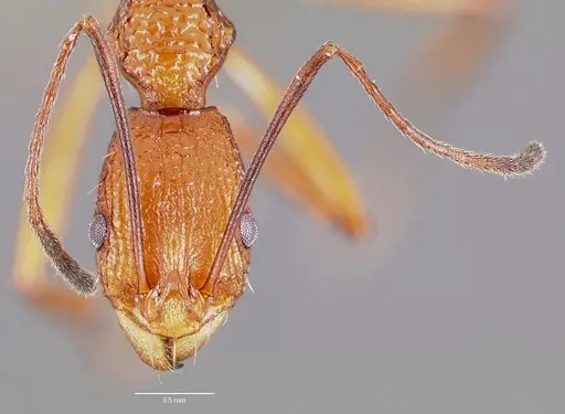Malagidris jugum specimen CASENT0427688 image casent0427688_2