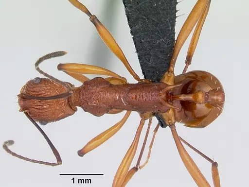 Malagidris jugum specimen CASENT0494278 image casent0494278_1