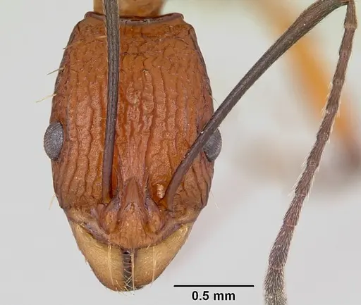 Malagidris jugum specimen CASENT0494278 image casent0494278_2