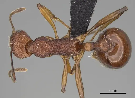 Malagidris jugum specimen CASENT0494286 image casent0494286_1