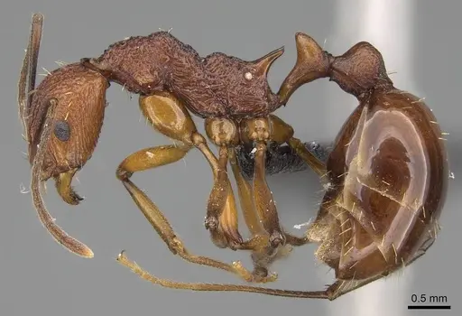 Malagidris jugum specimen CASENT0494286 image casent0494286_3