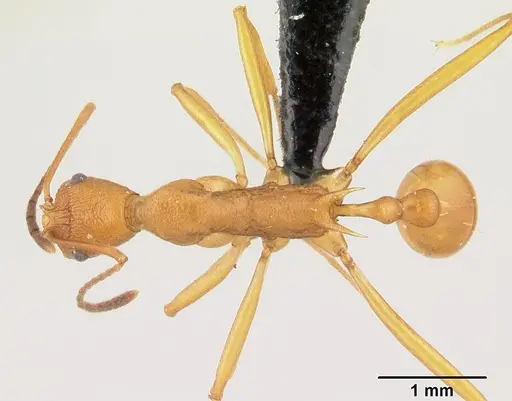Malagidris sofina specimen CASENT0003236 image casent0003236_1