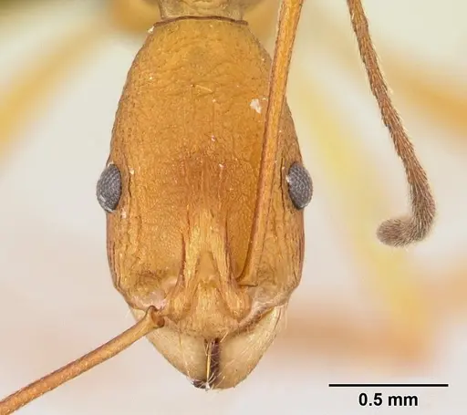 Malagidris sofina specimen CASENT0003236 image casent0003236_2