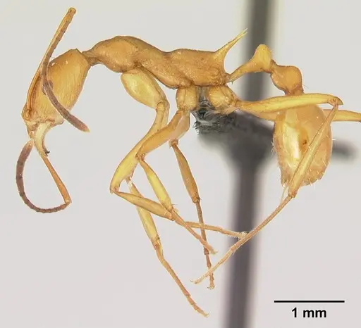 Malagidris sofina specimen CASENT0003236 image casent0003236_3