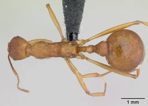 Malagidris sofina specimen CASENT0420020 image casent0420020_1