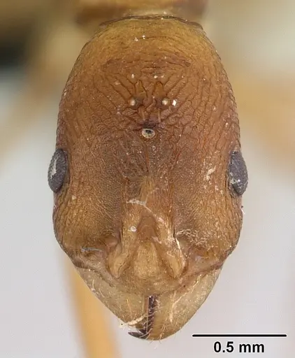 Malagidris sofina specimen CASENT0420020 image casent0420020_2
