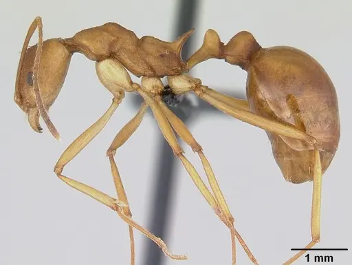 Malagidris sofina specimen CASENT0420020 image casent0420020_3