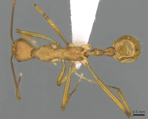 Malagidris sofina specimen CASENT0427840 image casent0427840_1