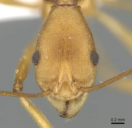 Malagidris sofina specimen CASENT0427840 image casent0427840_2