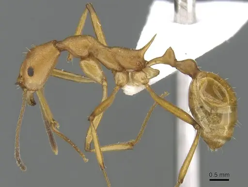 Malagidris sofina specimen CASENT0427840 image casent0427840_3