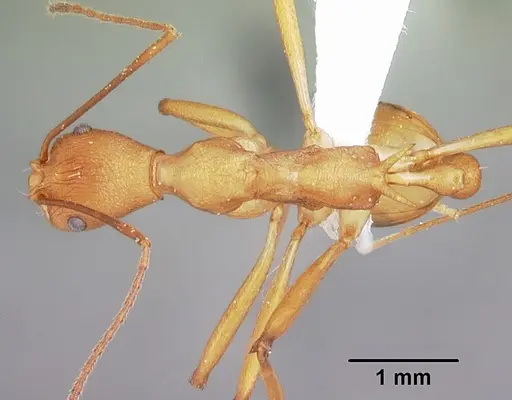 Malagidris sofina specimen CASENT0427880 image casent0427880_1