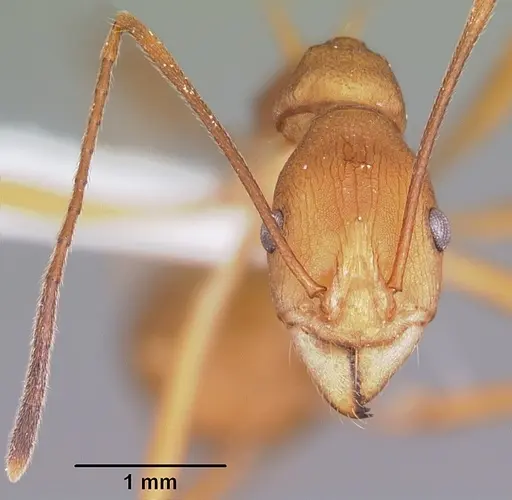 Malagidris sofina specimen CASENT0427880 image casent0427880_2