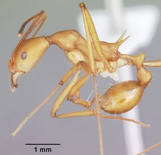 Malagidris sofina specimen CASENT0427880 image casent0427880_3