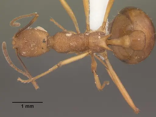 Malagidris sofina specimen CASENT0427881 image casent0427881_1