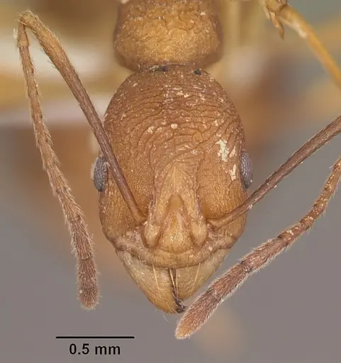Malagidris sofina specimen CASENT0427881 image casent0427881_2