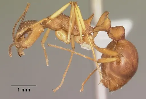 Malagidris sofina specimen CASENT0427881 image casent0427881_3