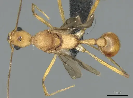 Malagidris sofina specimen CASENT0906626 image casent0906626_1