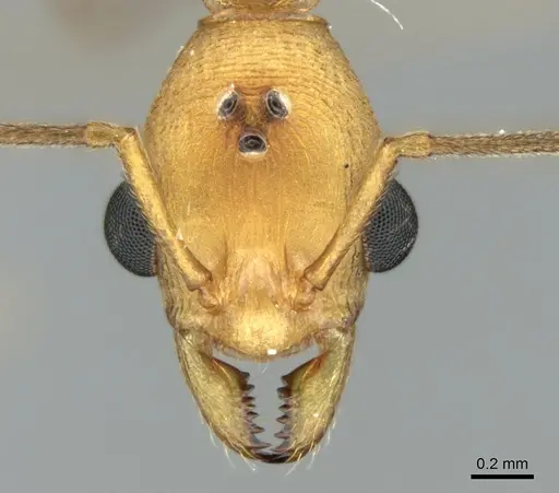 Malagidris sofina specimen CASENT0906626 image casent0906626_2