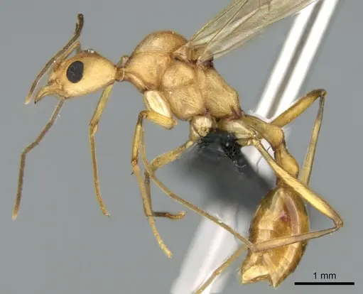 Malagidris sofina specimen CASENT0906626 image casent0906626_3