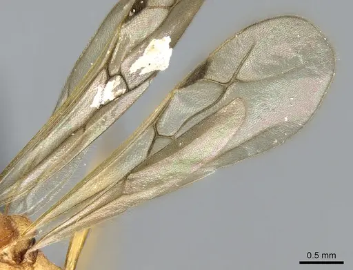 Malagidris sofina specimen CASENT0906626 image casent0906626_4