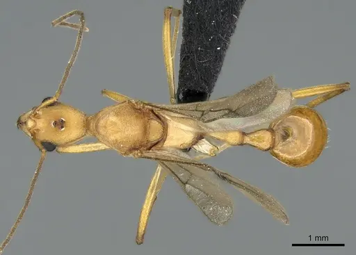 Malagidris sofina specimen CASENT0906627 image casent0906627_1