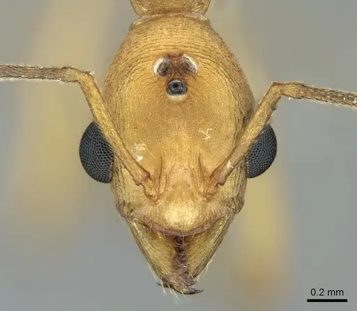 Malagidris sofina specimen CASENT0906627 image casent0906627_2