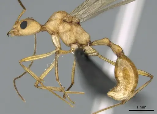 Malagidris sofina specimen CASENT0906627 image casent0906627_3