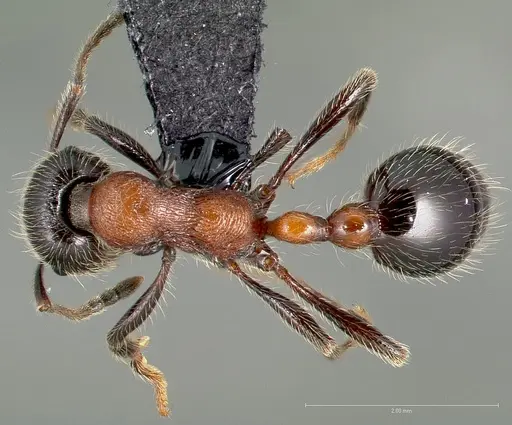 Manica bradleyi specimen CASENT0005697 image casent0005697_1