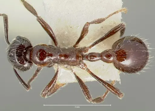 Manica bradleyi specimen CASENT0005974 image casent0005974_1