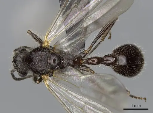 Manica bradleyi specimen CASENT0007528 image casent0007528_1