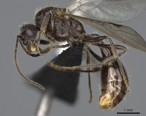 Manica bradleyi specimen CASENT0007528 image casent0007528_3