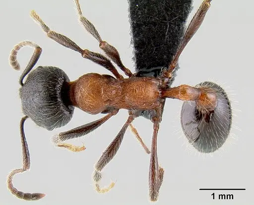 Manica bradleyi specimen CASENT0106022 image casent0106022_1