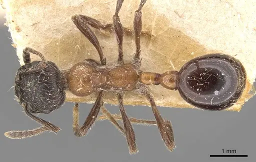 Manica bradleyi specimen CASENT0907664 image casent0907664_1