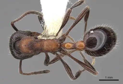 Manica bradleyi specimen CASENT0922740 image casent0922740_1
