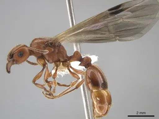 Manica hunteri specimen CASENT0654145 image casent0654145_3