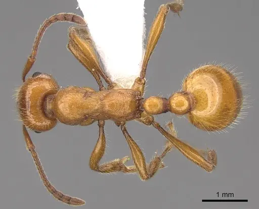 Manica hunteri specimen CASENT0922741 image casent0922741_1