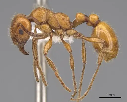Manica hunteri specimen CASENT0922741 image casent0922741_3