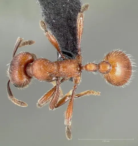 Manica invidia specimen CASENT0005699 image casent0005699_1