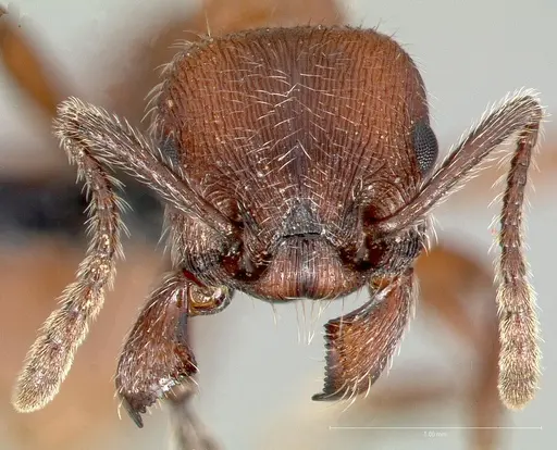 Manica invidia specimen CASENT0005699 image casent0005699_2