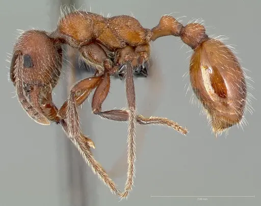 Manica invidia specimen CASENT0005699 image casent0005699_3