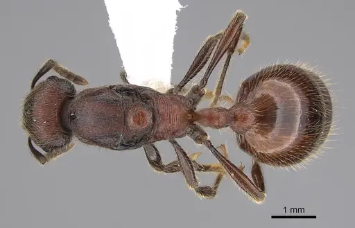 Manica invidia specimen CASENT0842016 image casent0842016_1