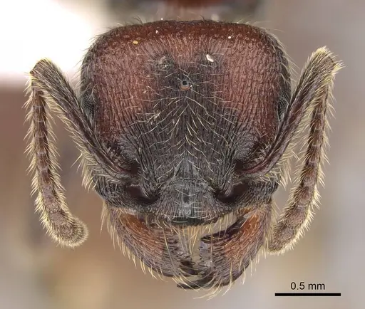 Manica invidia specimen CASENT0842016 image casent0842016_2