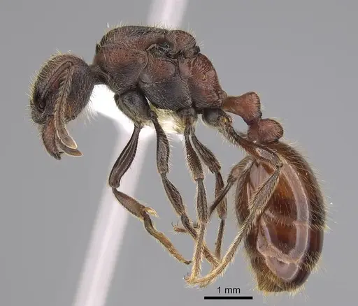 Manica invidia specimen CASENT0842016 image casent0842016_3