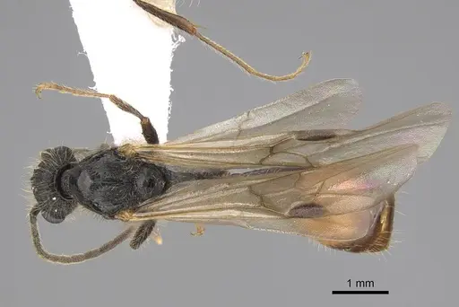 Manica invidia specimen CASENT0862005 image casent0862005_1