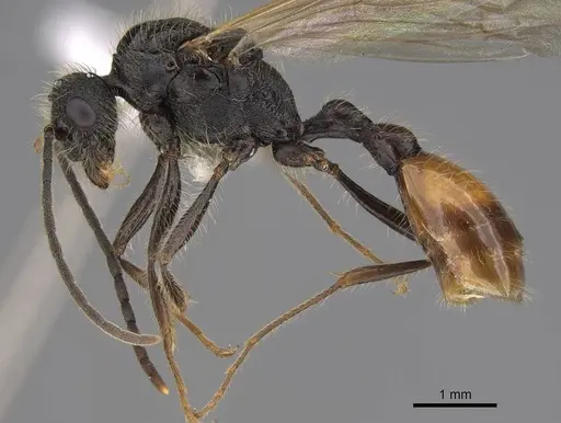 Manica invidia specimen CASENT0862005 image casent0862005_3